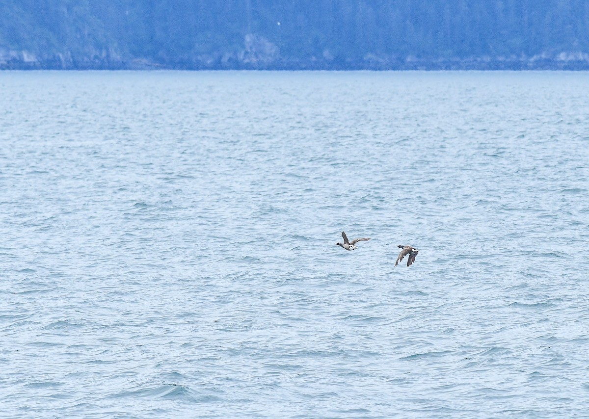 Brant - ML641211582