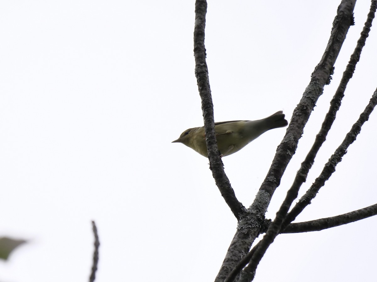 Blackpoll Warbler - ML641211583