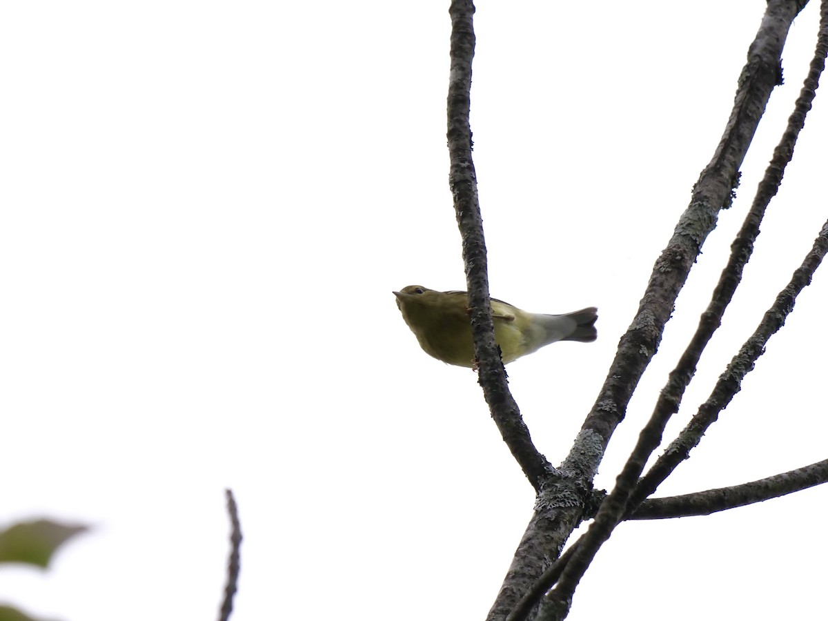 Blackpoll Warbler - ML641211584