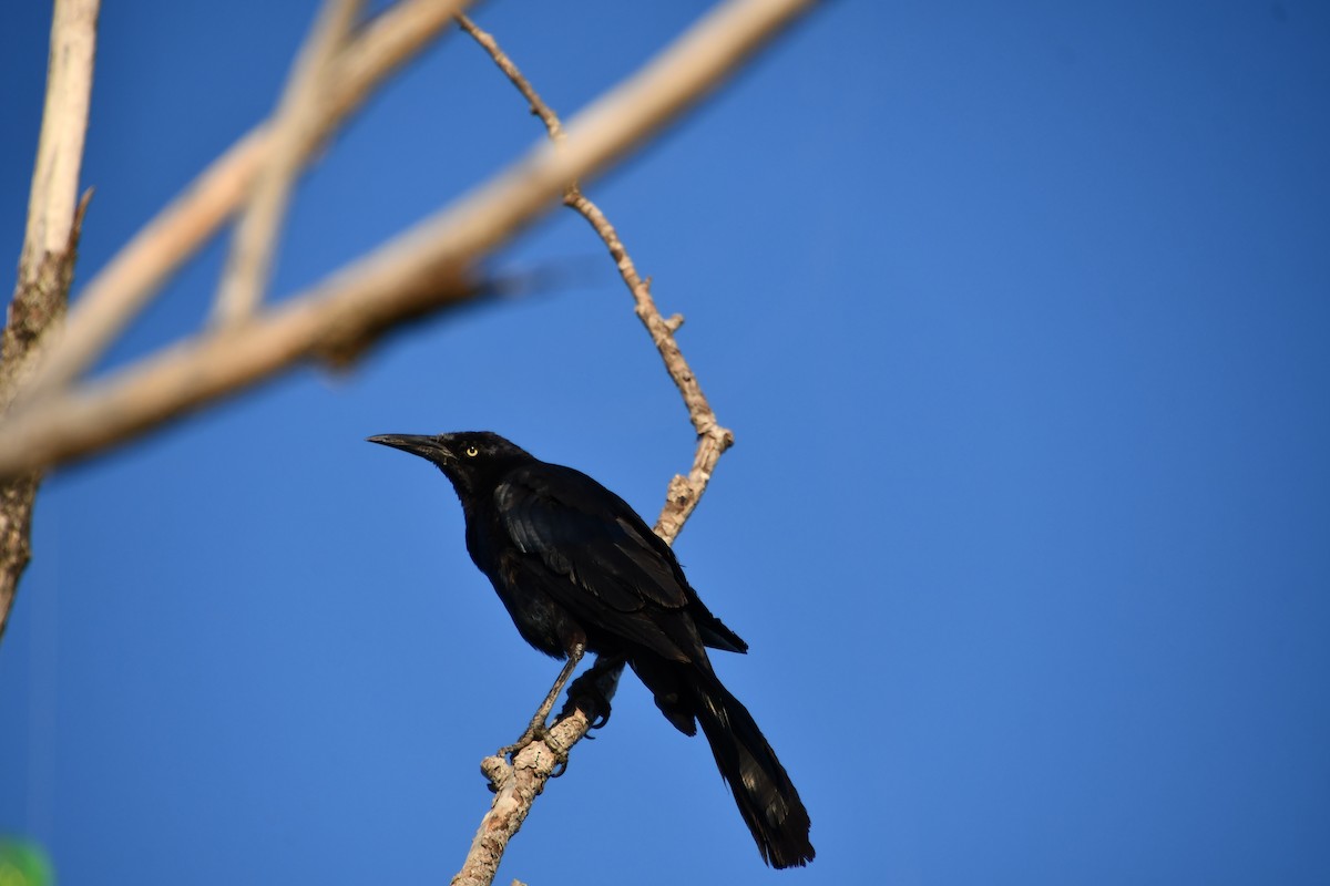 Great-tailed Grackle - ML641211603