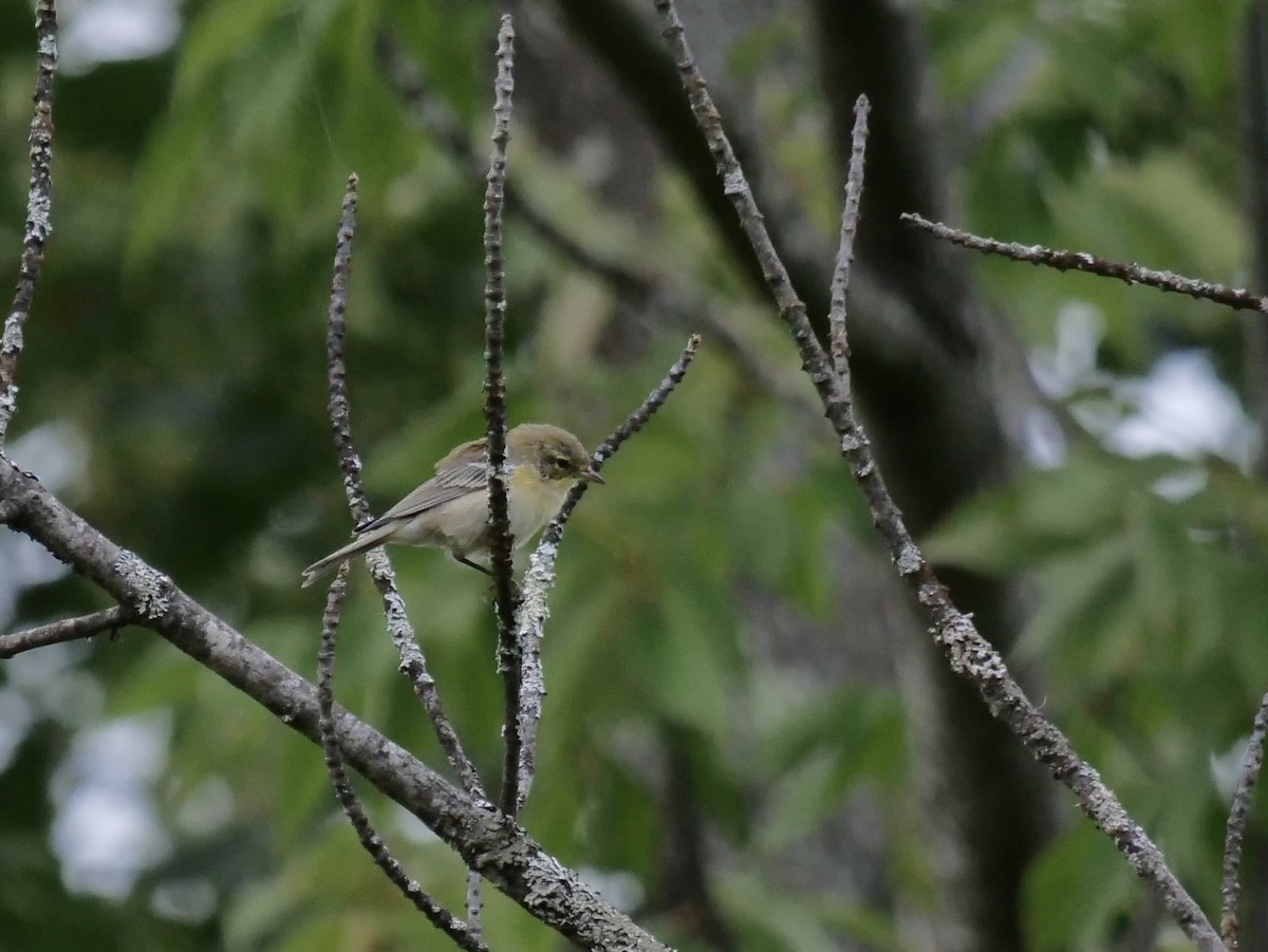 Pine Warbler - ML641211617