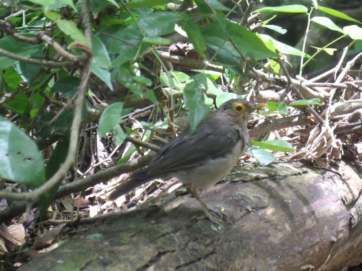 Spectacled Thrush - ML641211695