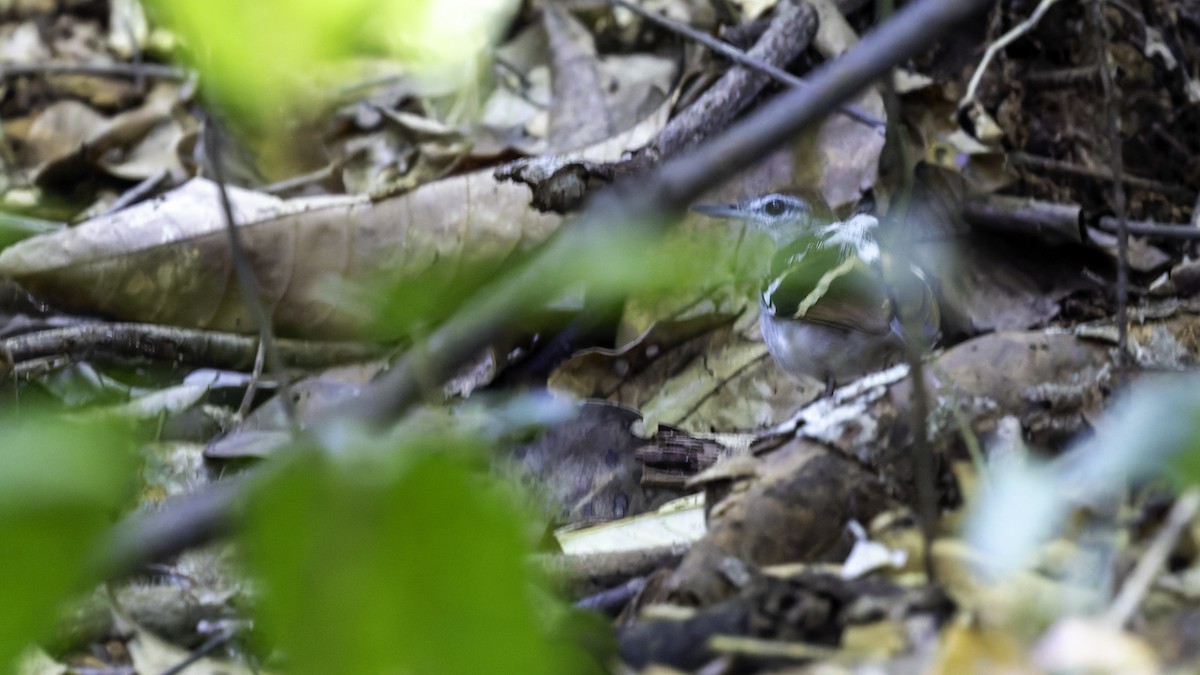 Banded Antbird - ML641211718