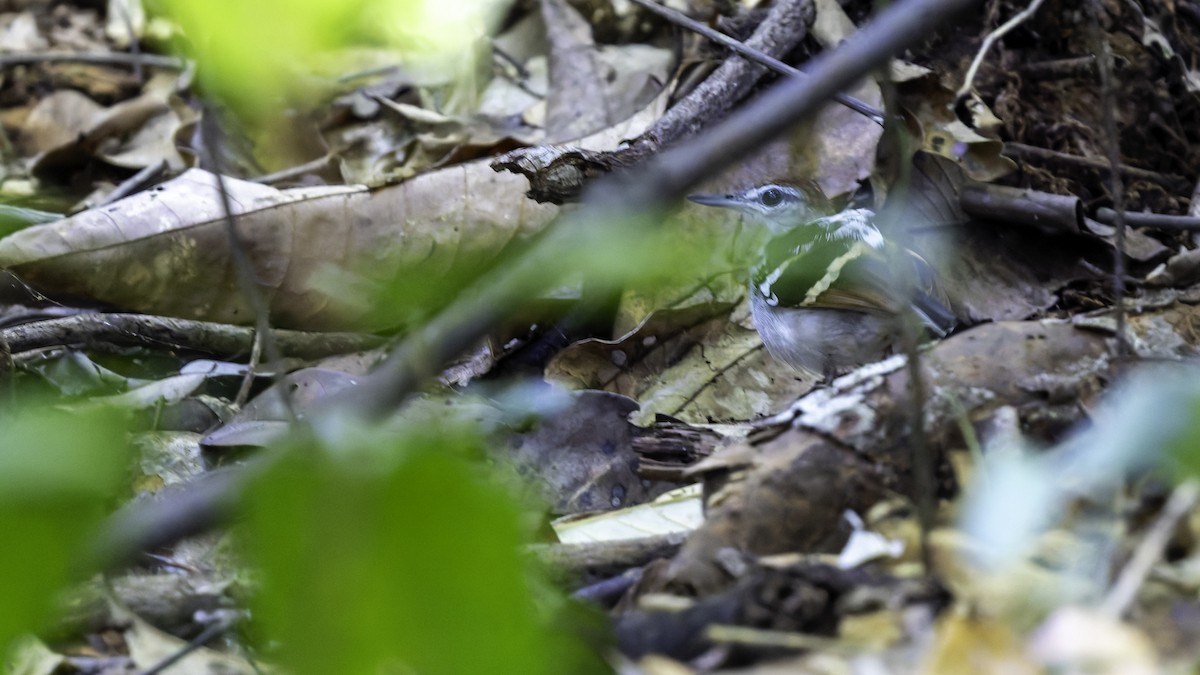 Banded Antbird - ML641211721