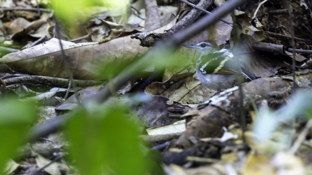 Banded Antbird - ML641211728