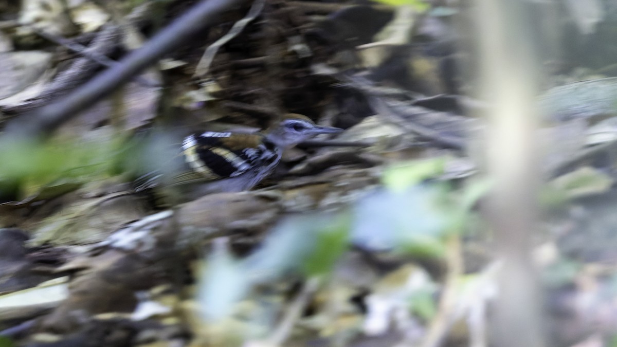 Banded Antbird - ML641211742