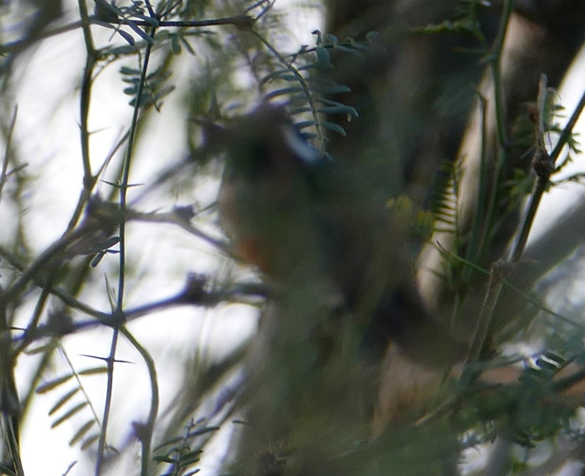 Xantus's Hummingbird - ML641211765