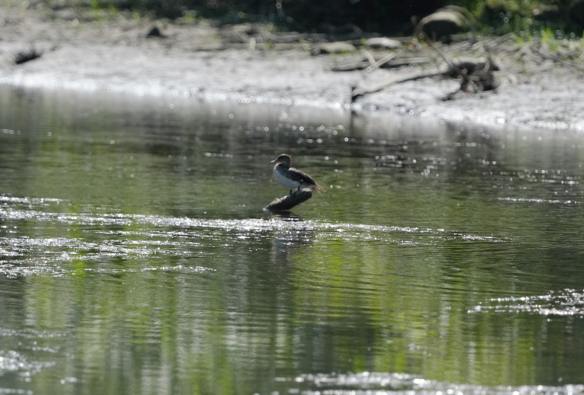 Hooded Merganser - ML641211802