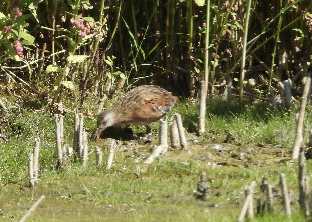 Virginia Rail - ML641211805