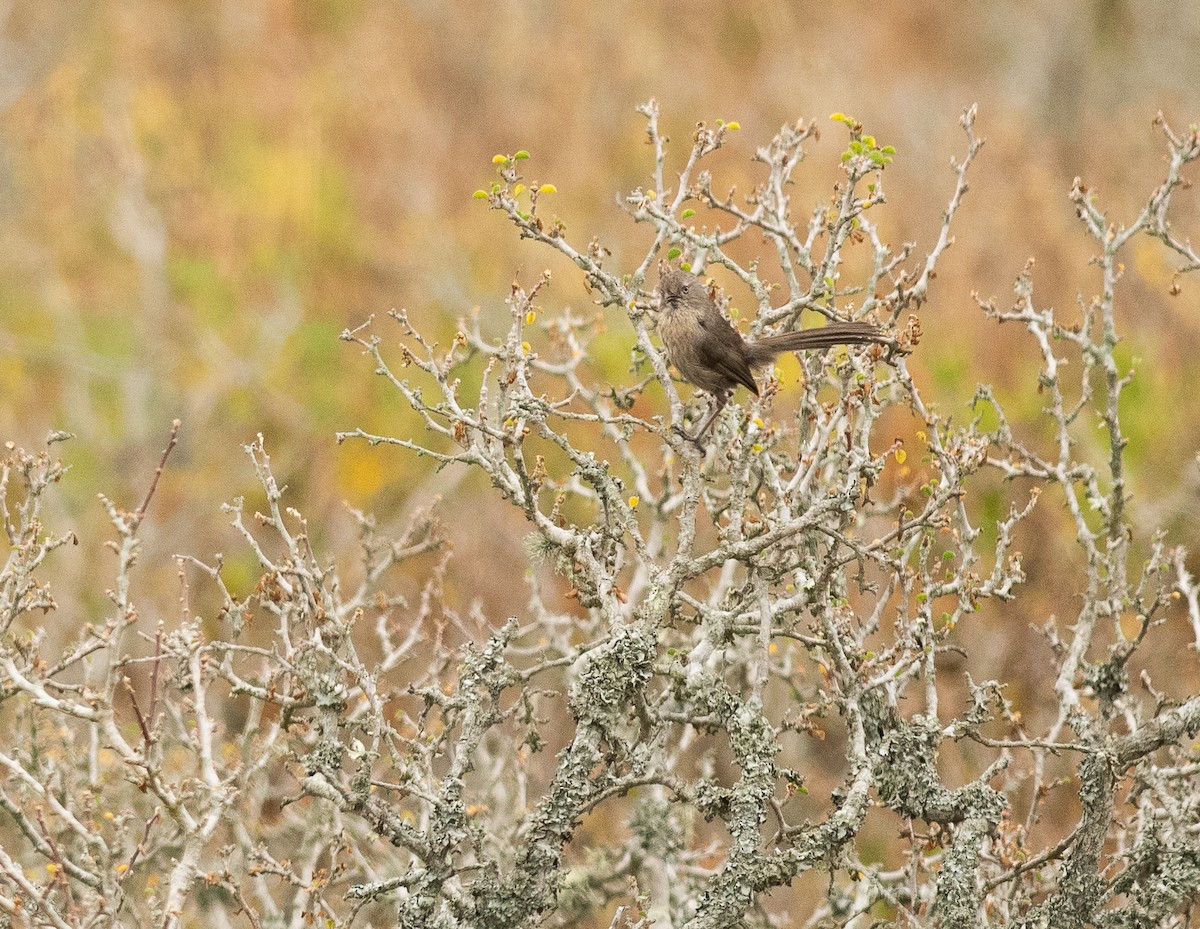 Wrentit - ML641211807