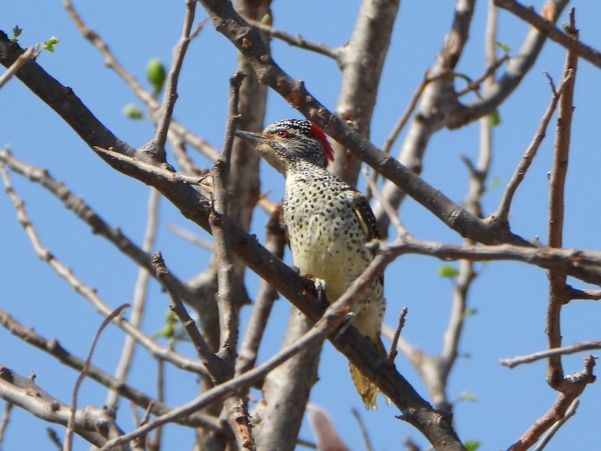 Nubian Woodpecker - ML641211812