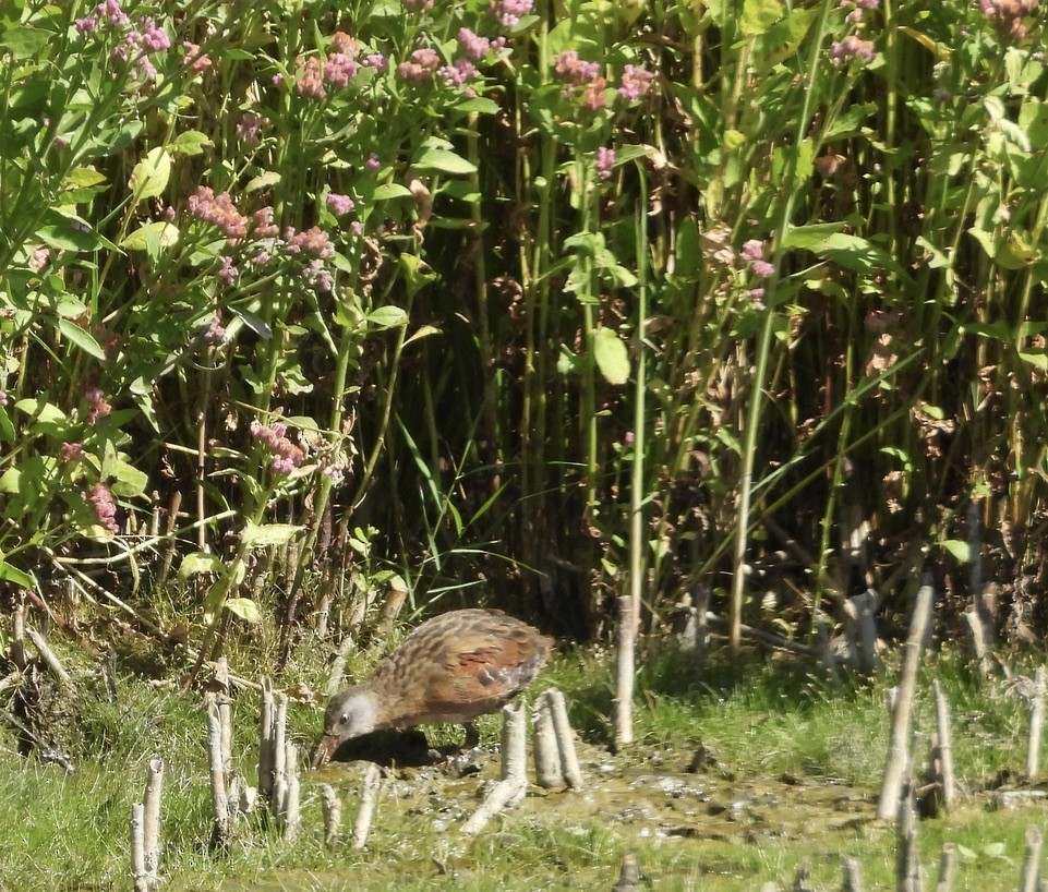 Virginia Rail - ML641211826