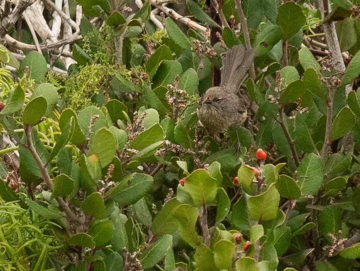 Wrentit - ML641211827
