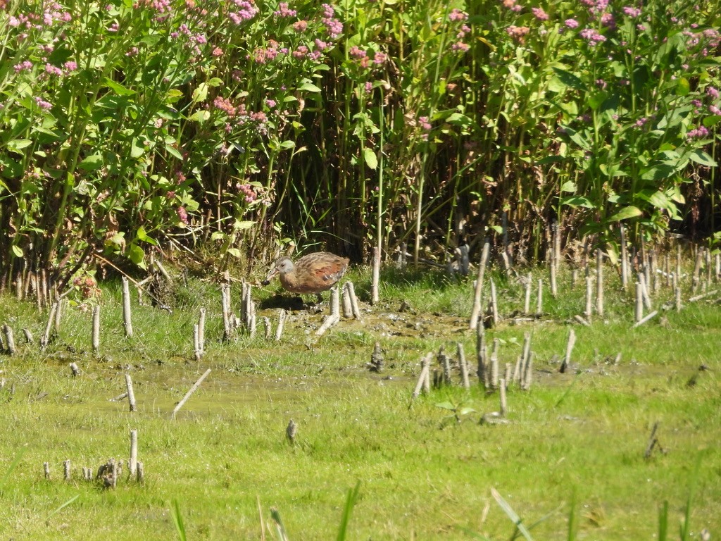 Virginia Rail - ML641211831