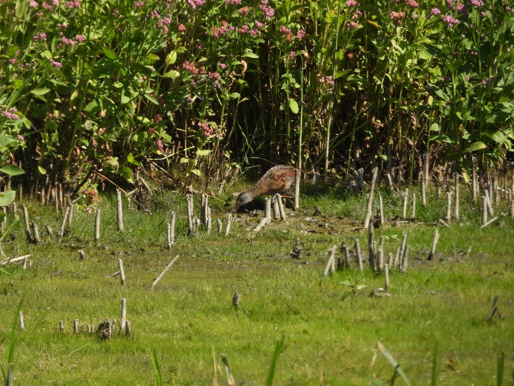Virginia Rail - ML641211840