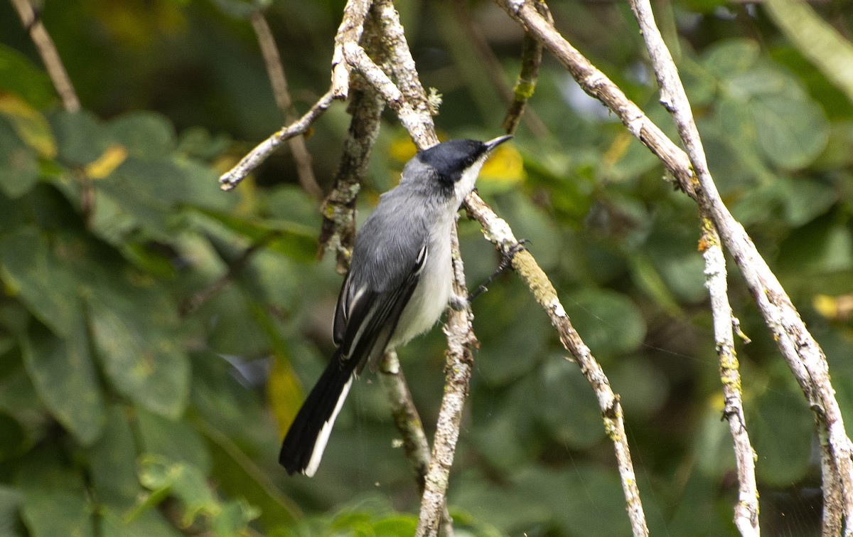 Tropical Gnatcatcher (atricapilla) - ML641211841