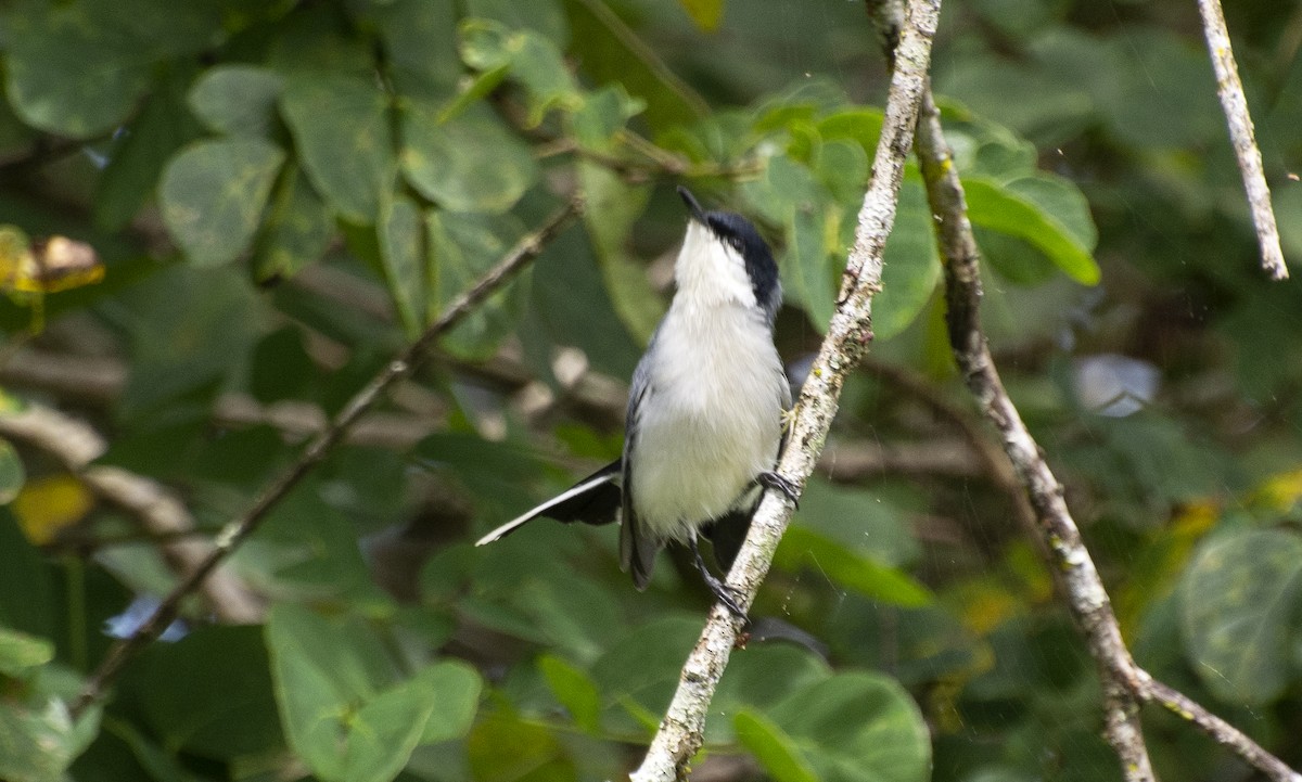 Tropical Gnatcatcher (atricapilla) - ML641211842