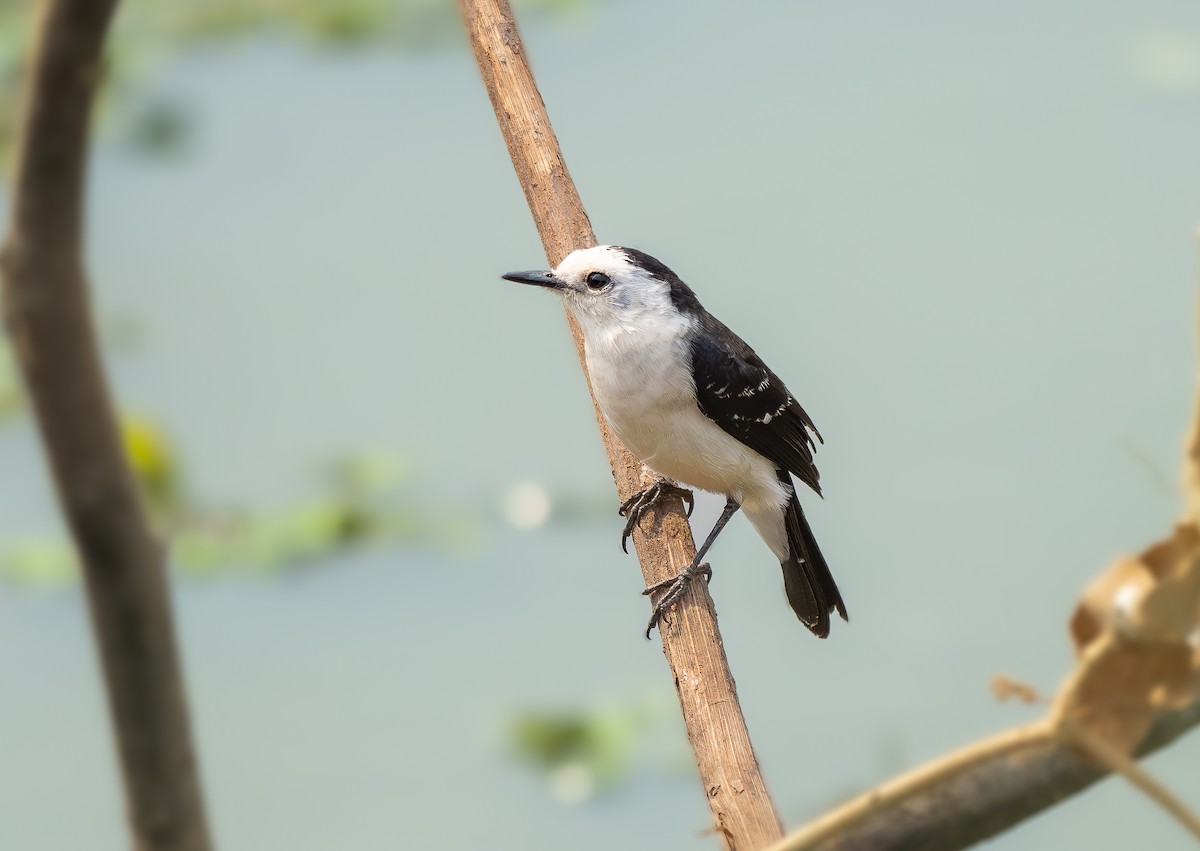 Black-backed Water-Tyrant - ML641211962