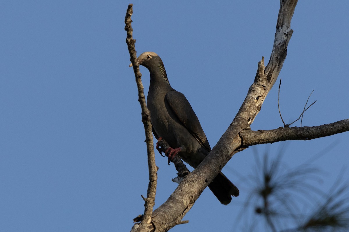 White-crowned Pigeon - ML641212001
