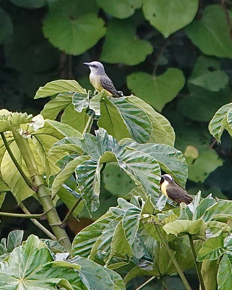 Tropical Kingbird - ML641212015