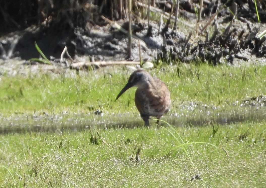 Virginia Rail - ML641212140