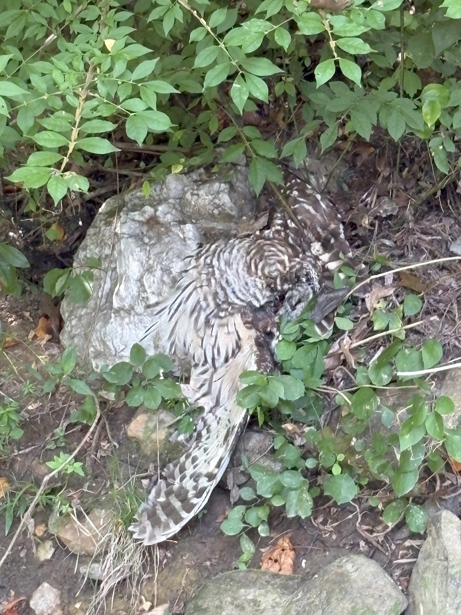 Barred Owl - ML641212159