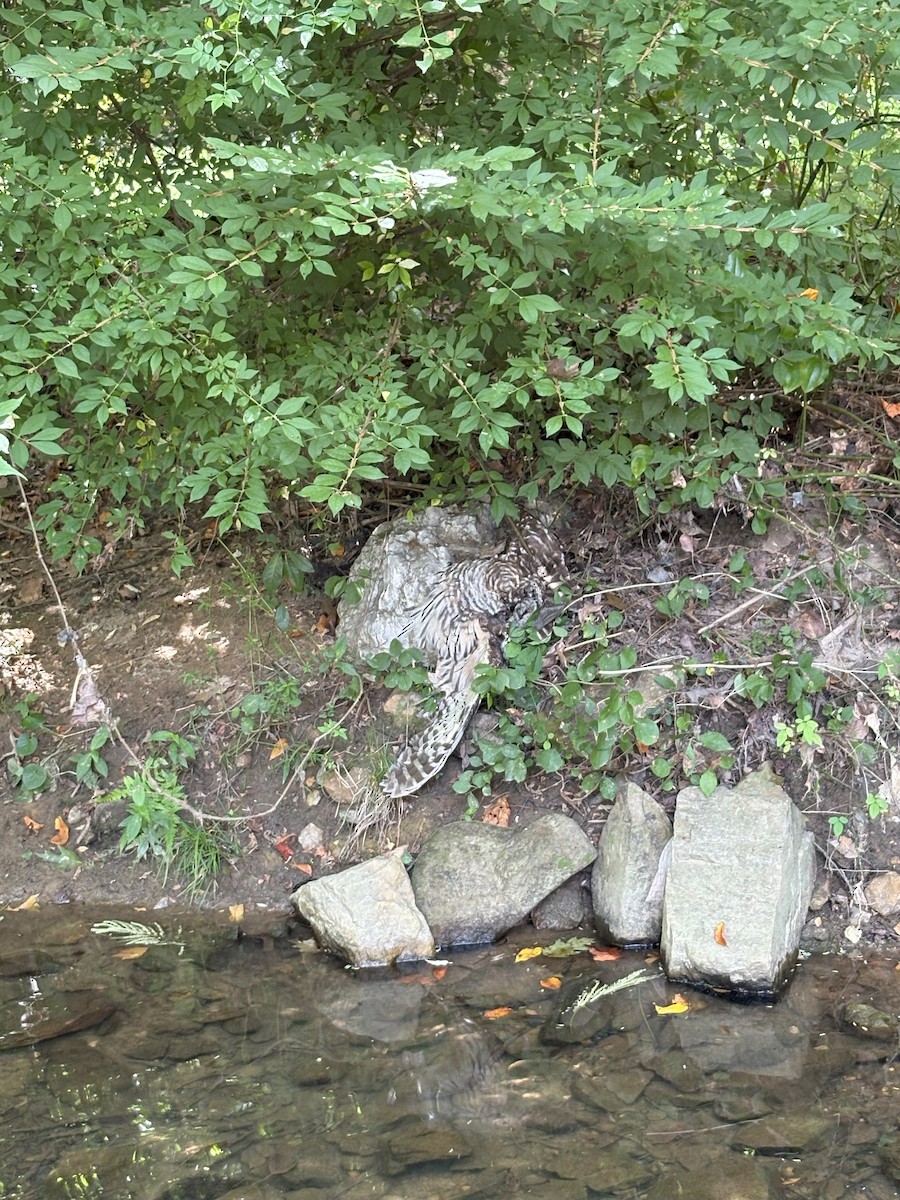 Barred Owl - ML641212163