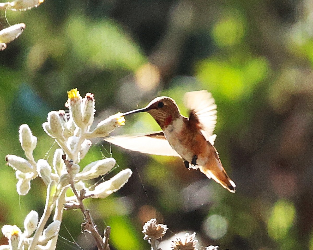 Allen's Hummingbird - ML641212178