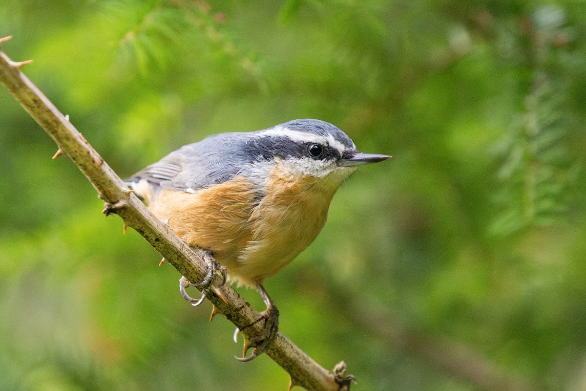 Trepador Canadiense - ML641212188