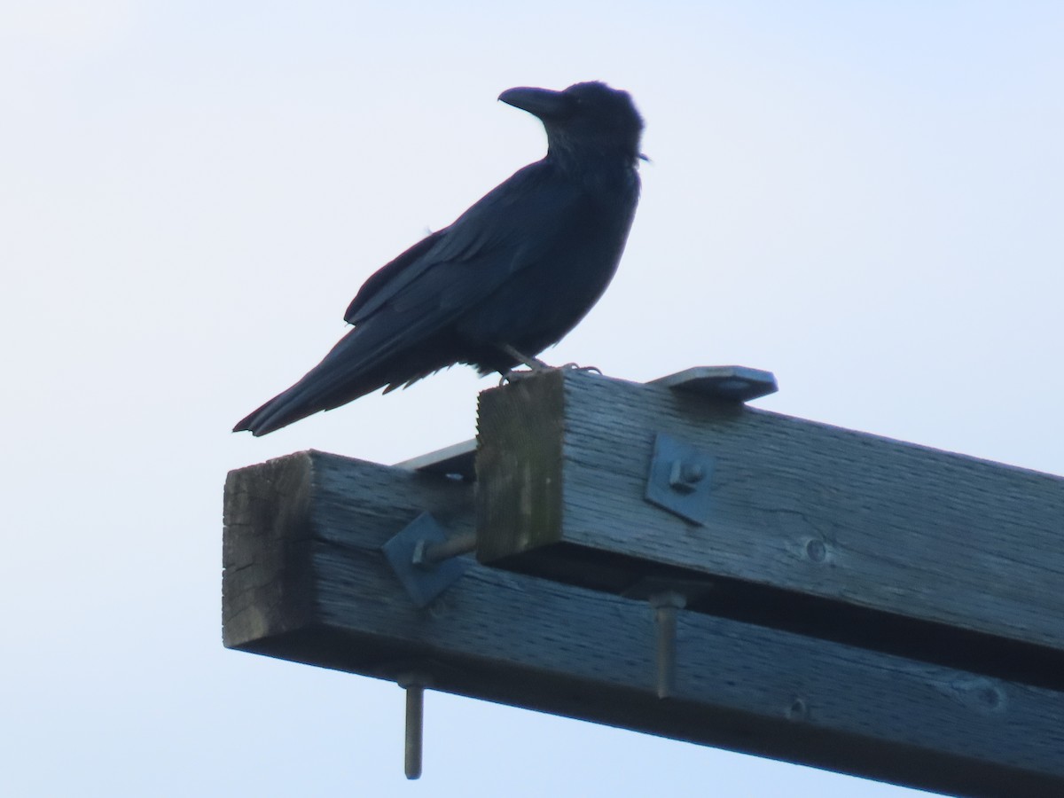 Grand Corbeau - ML641212227