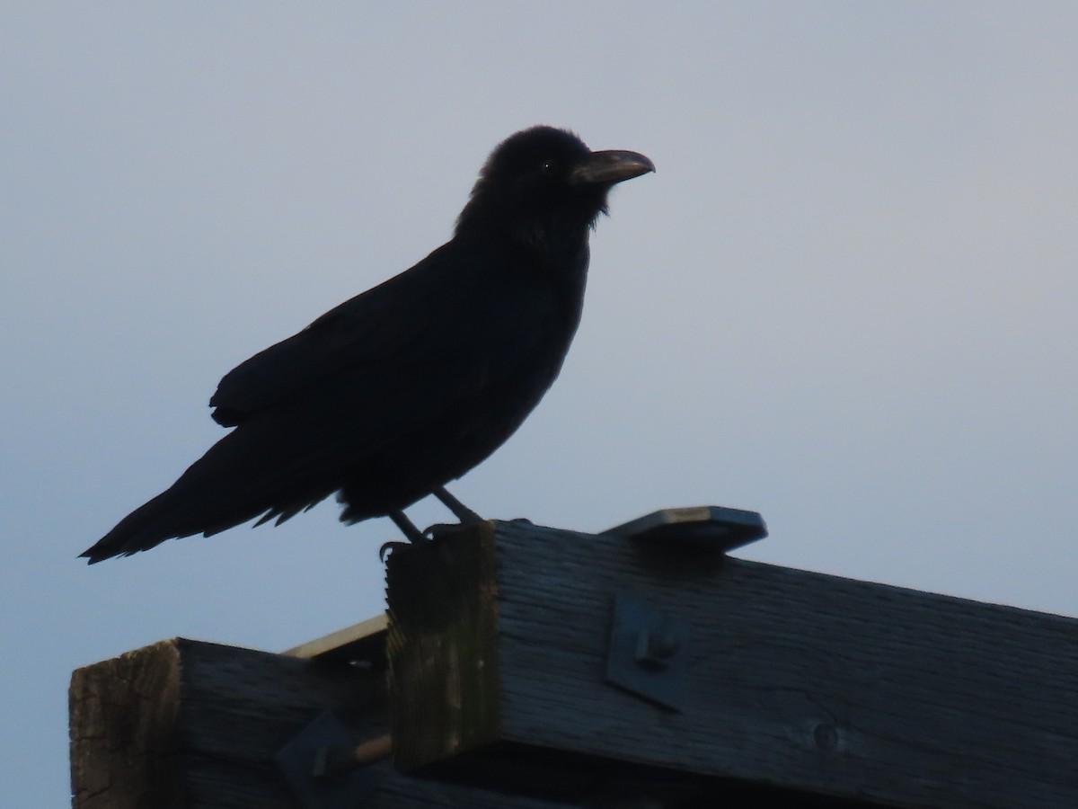 Grand Corbeau - ML641212229