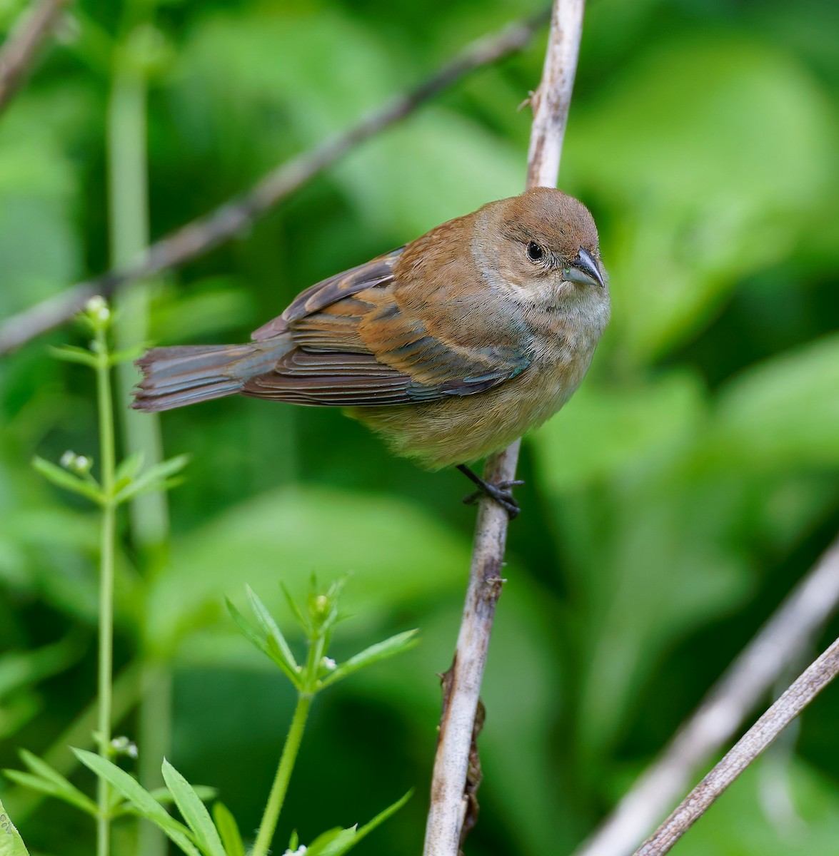 Indigo Bunting - ML641212303