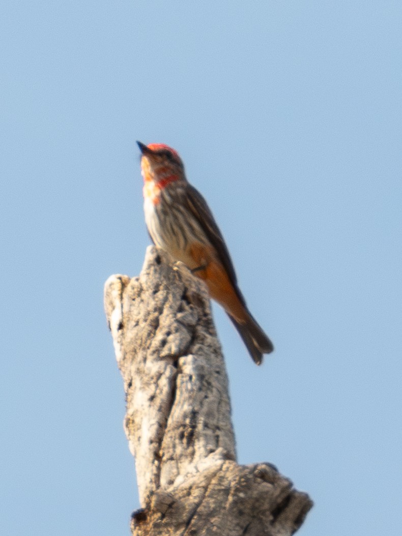 Vermilion Flycatcher (Austral) - ML641212309