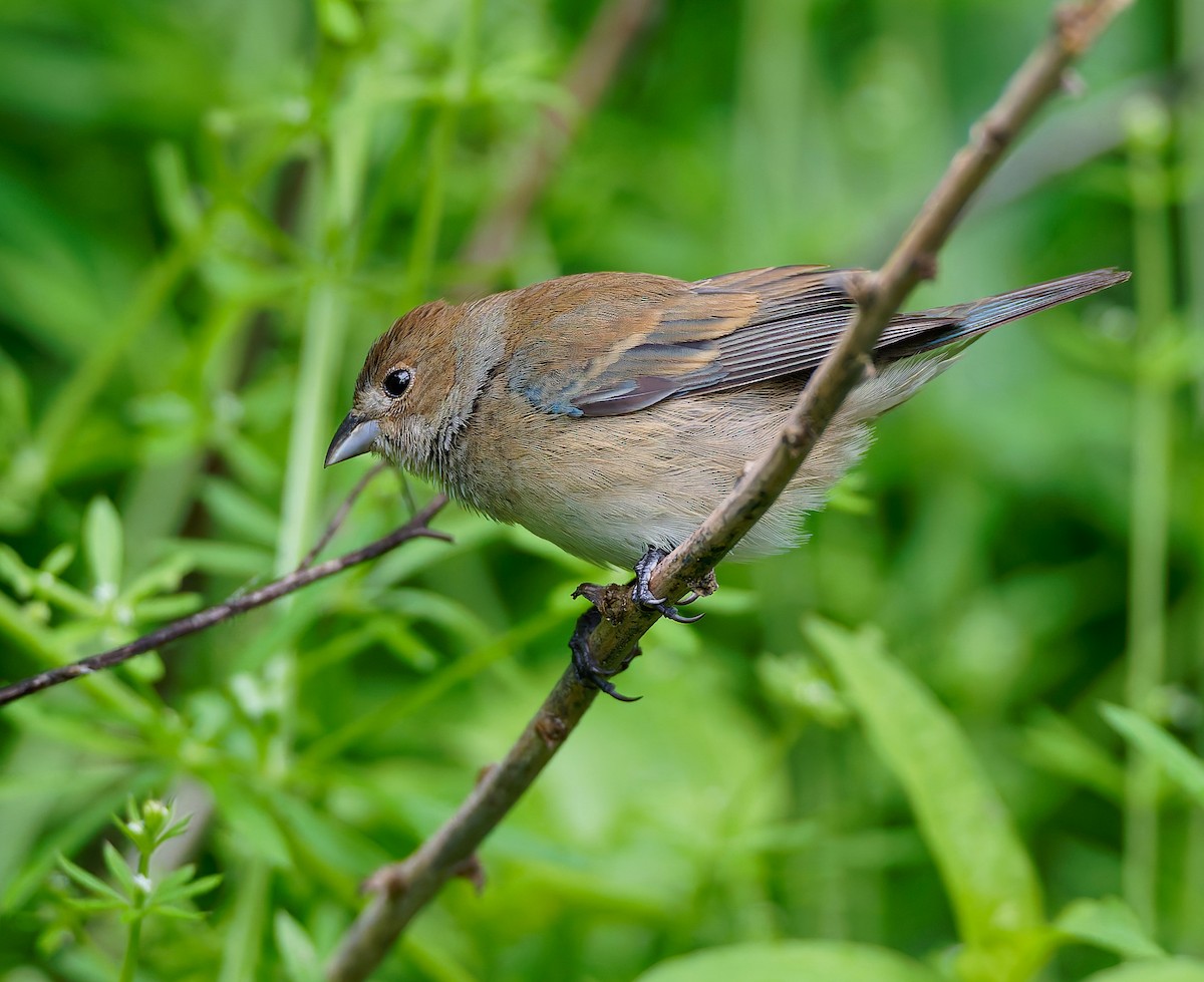 Indigo Bunting - ML641212324