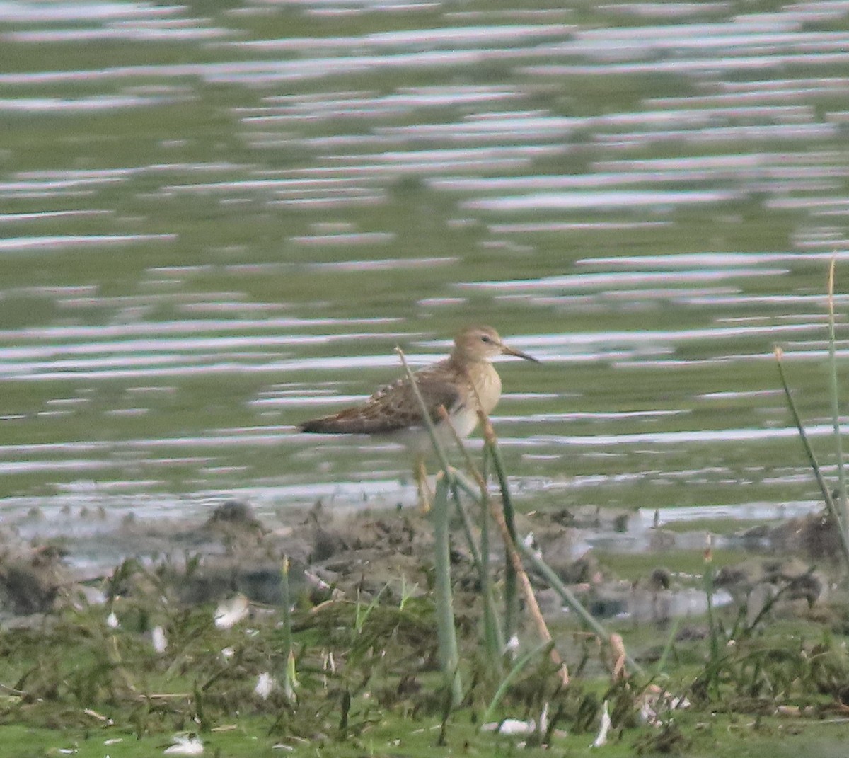 Pectoral Sandpiper - ML641212329