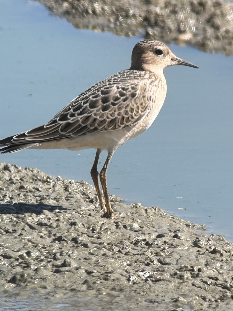 Buff-breasted Sandpiper - ML641212337