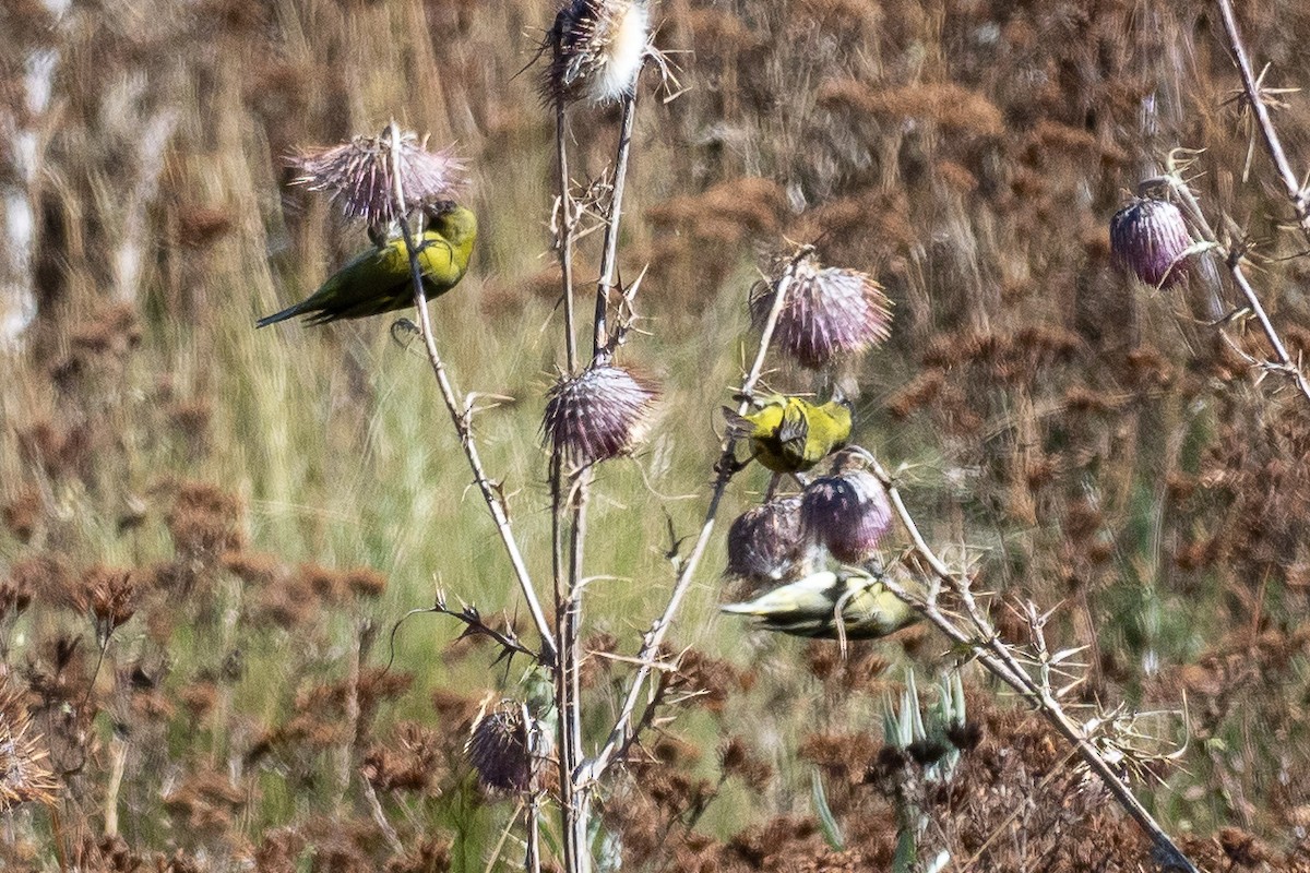 Black-capped Siskin - ML641212359