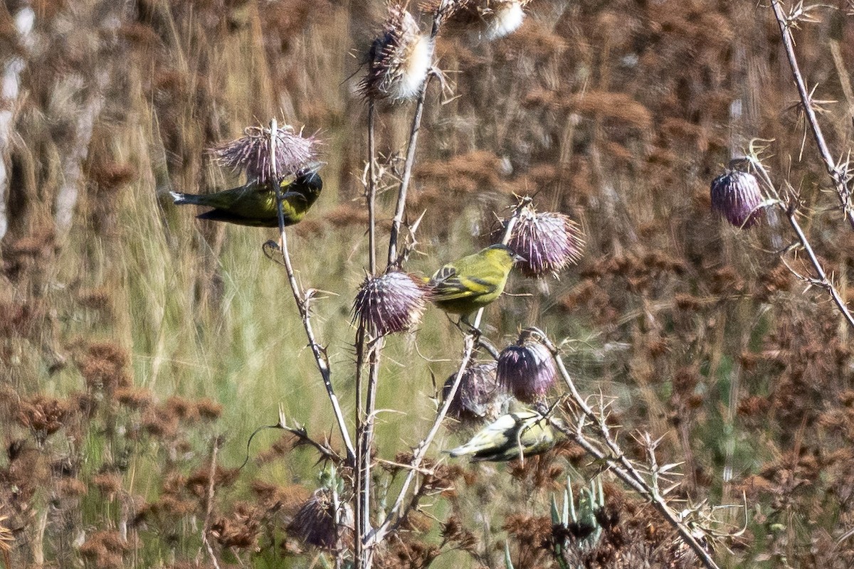 Black-capped Siskin - ML641212360