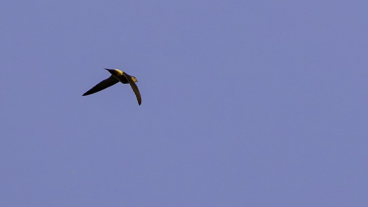 Band-rumped Swift - ML641212394