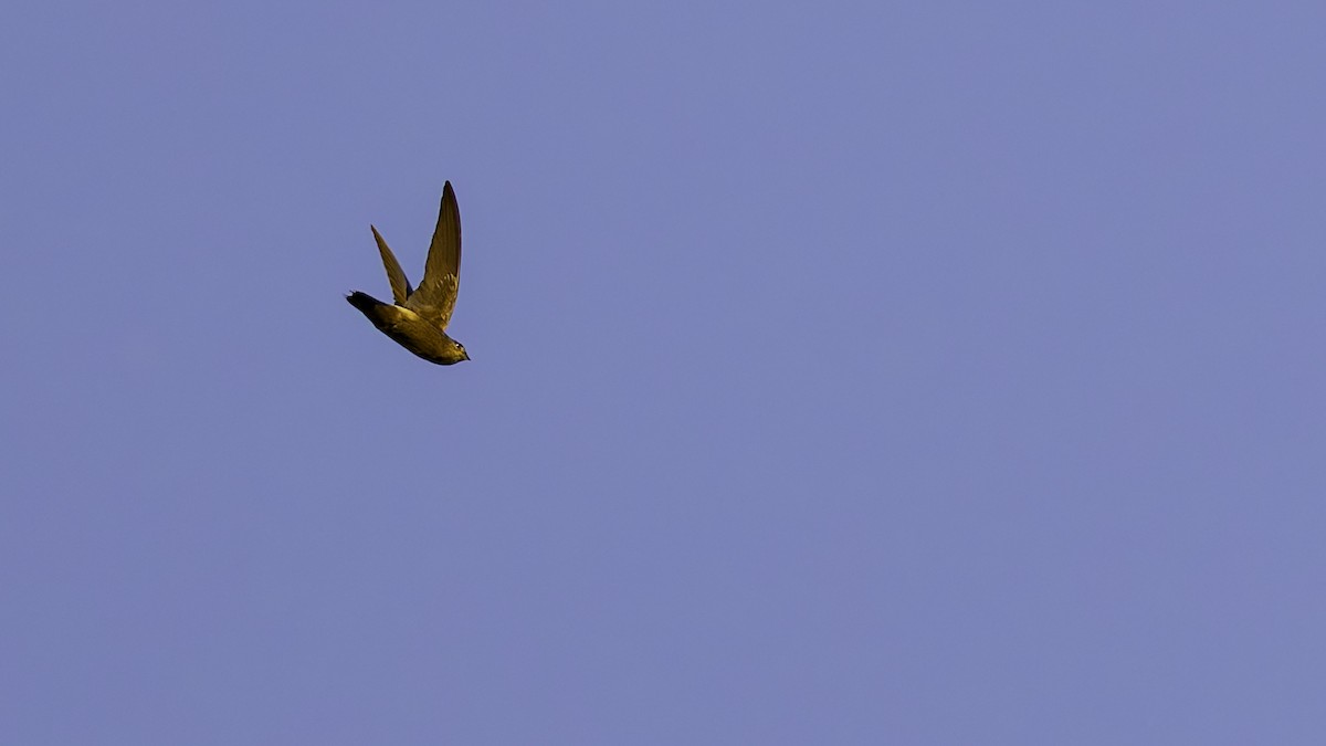 Band-rumped Swift - ML641212400