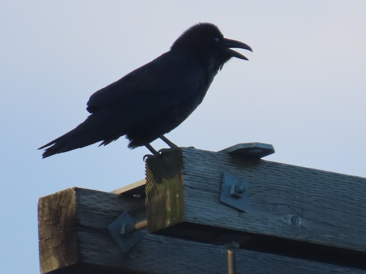 Grand Corbeau - ML641212404