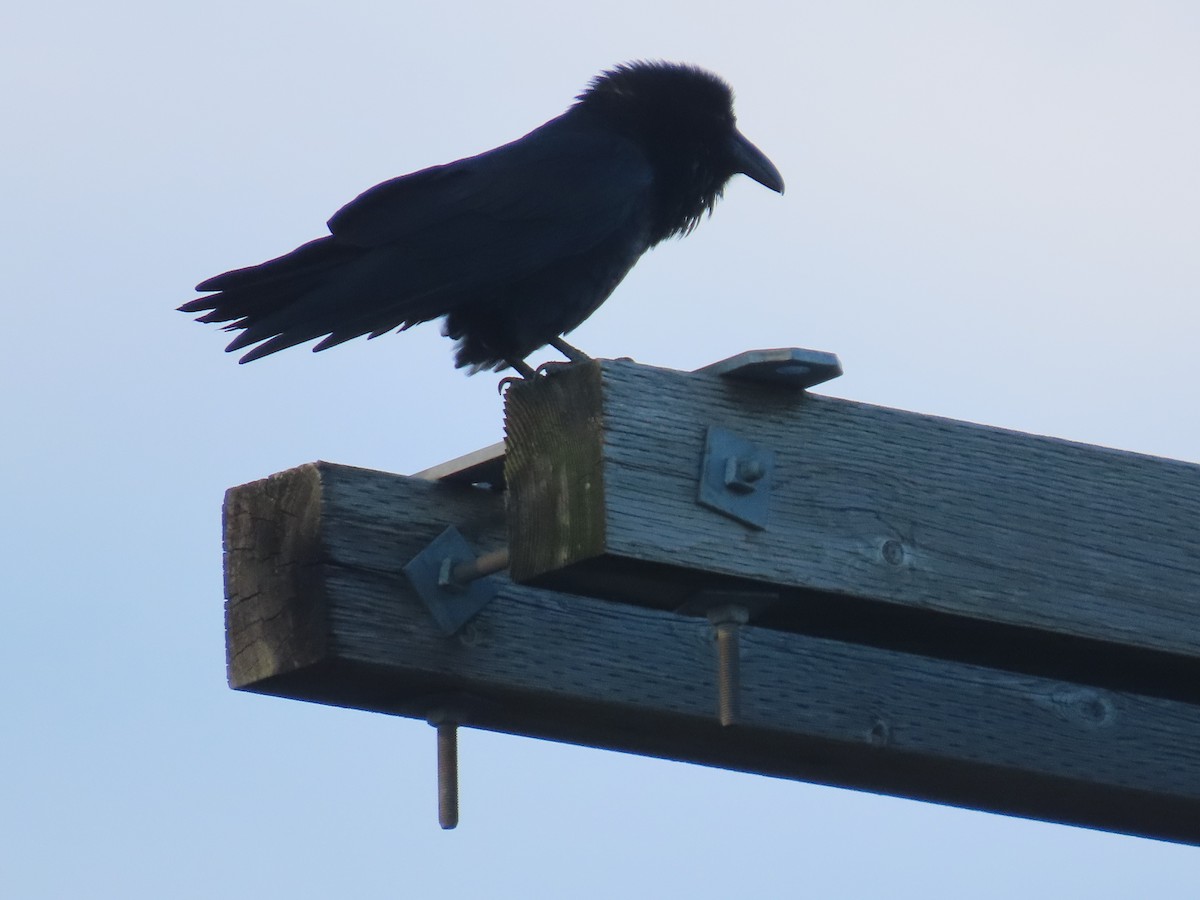 Grand Corbeau - ML641212405