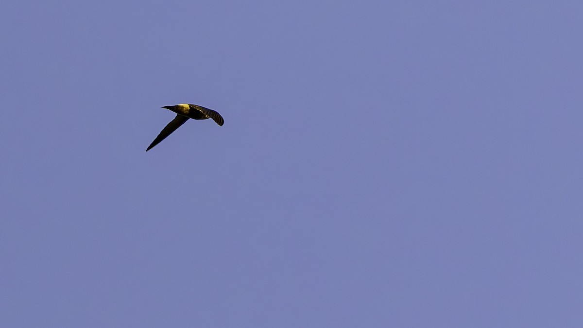 Band-rumped Swift - ML641212406