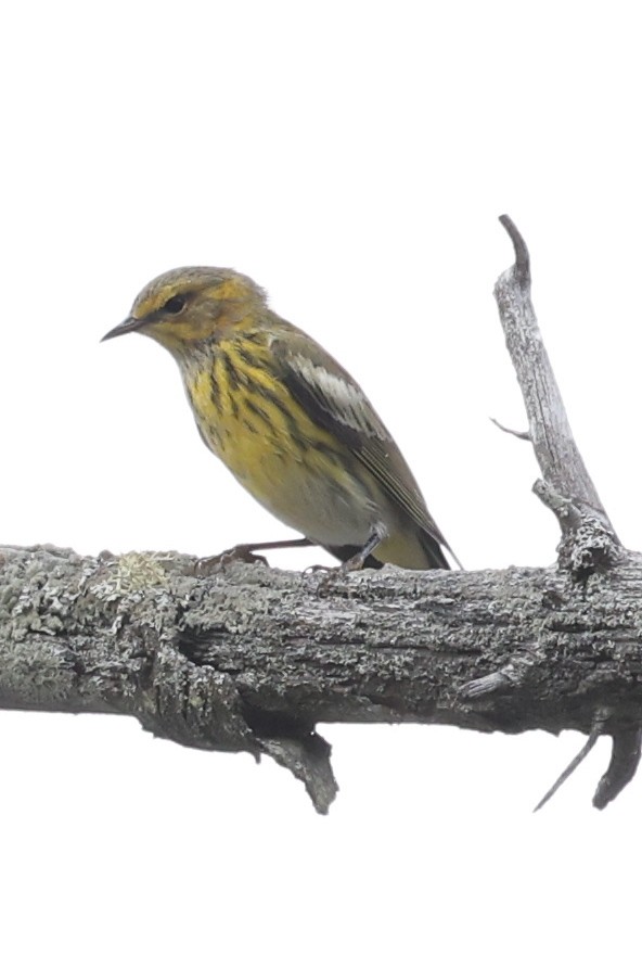 Cape May Warbler - ML641212420
