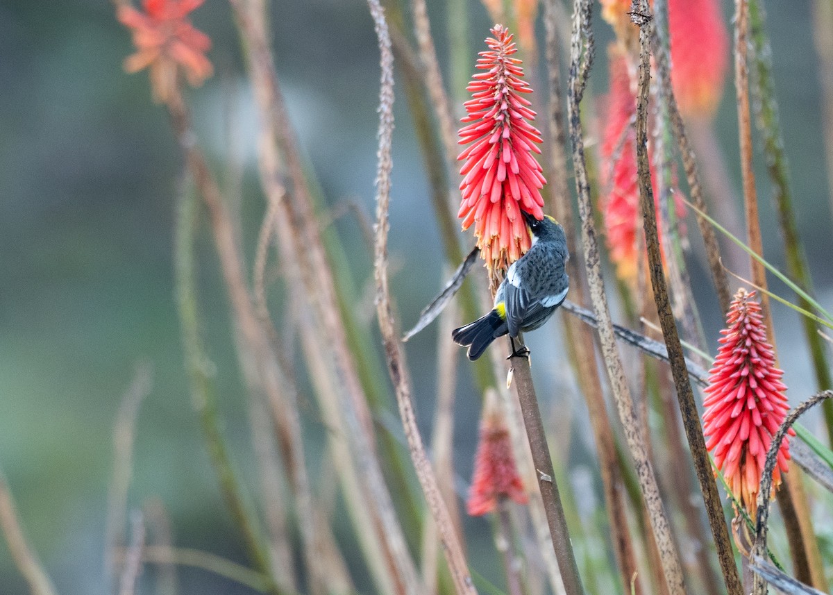 Yellow-rumped Warbler (Goldman's) - ML641212443