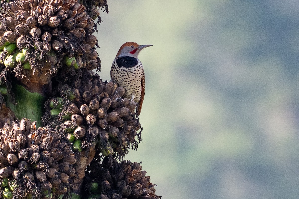 Guatemalan Flicker - ML641212458