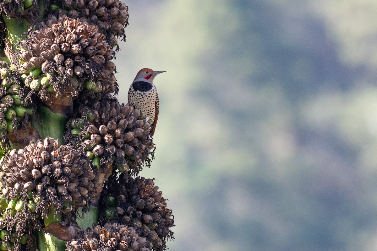 Guatemalan Flicker - ML641212459