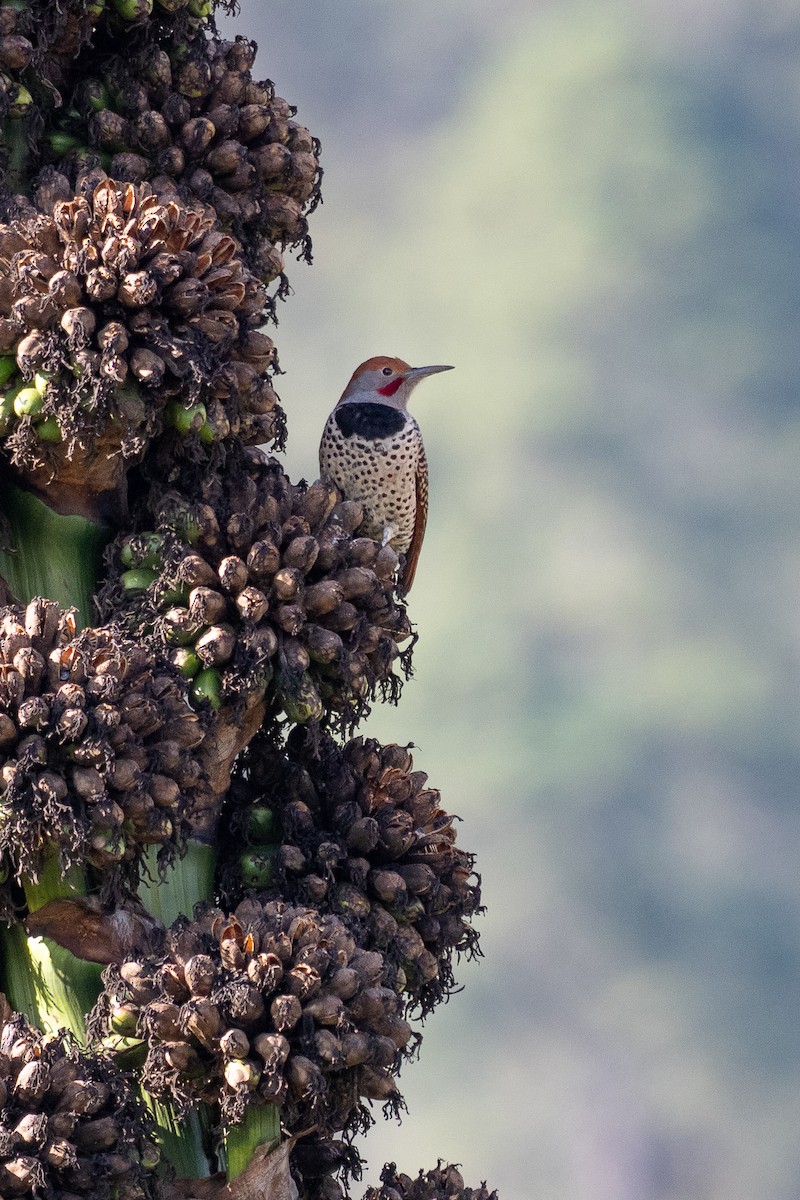 Guatemalan Flicker - ML641212460