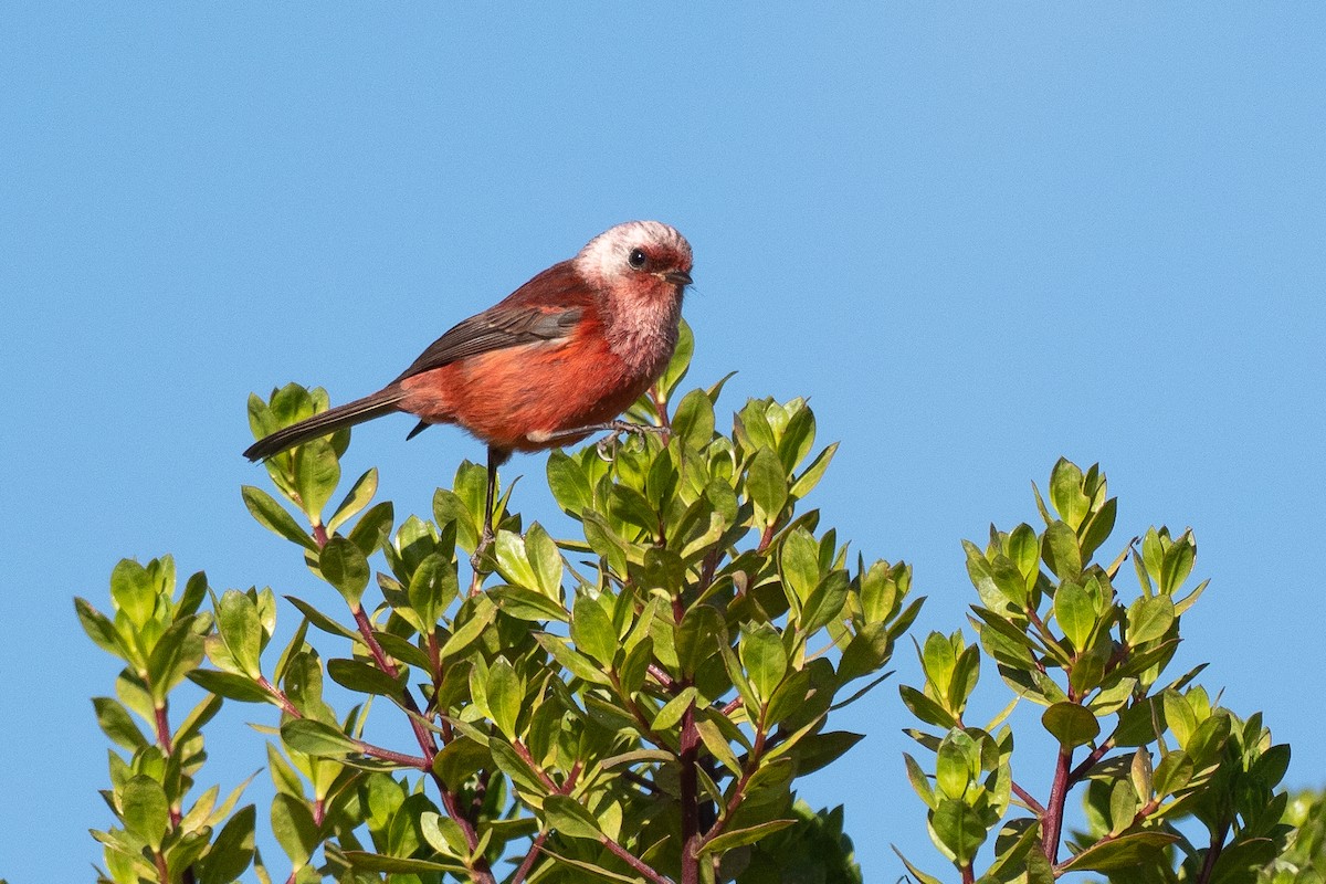 rosenparula - ML641212478