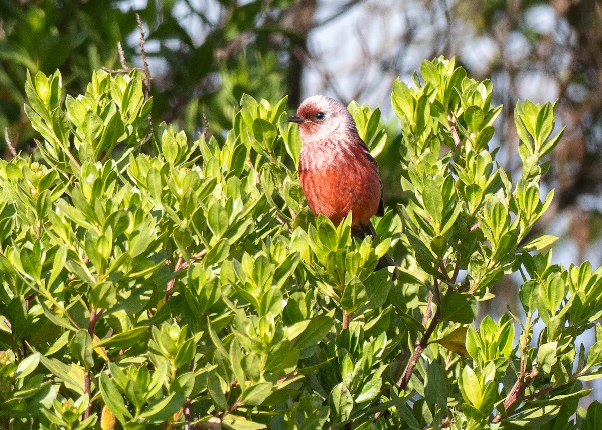 rosenparula - ML641212481